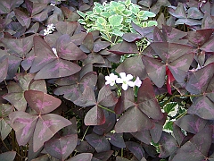 314 Longwood Gardens [2008 August 23]